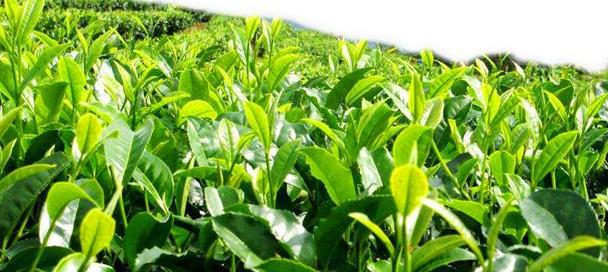 魏晉時期的“網紅產品”茶葉訂單量大,供應商是如何確保不斷貨?