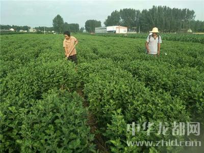 西華縣清河驛鄉(xiāng):扶貧菊花香飄四方