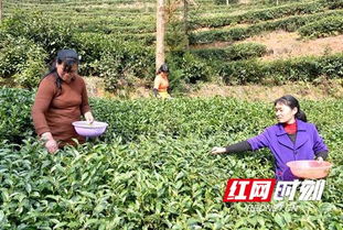 隆回 茶葉飄香圓了脫貧夢
