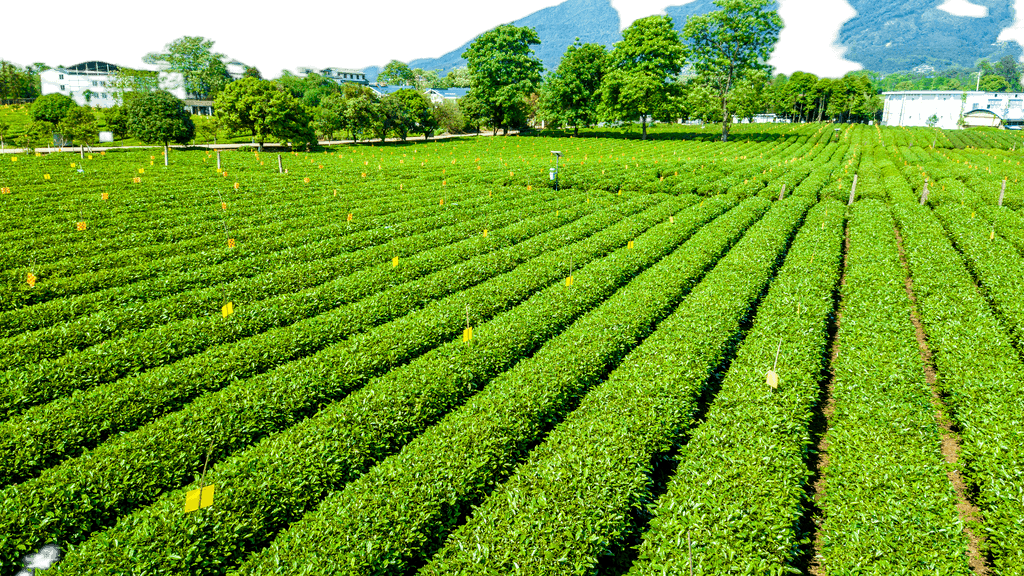 原創(chuàng)茶園茶葉莊園航拍免摳元素-版權(quán)可商用