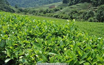 茶葉圖片