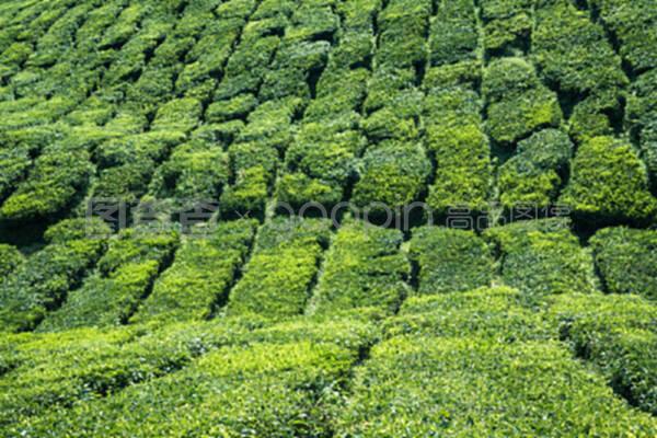 印度喀拉拉邦的茶葉種植園