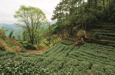 六堡茶黑茶與武夷白茶的黑白之約