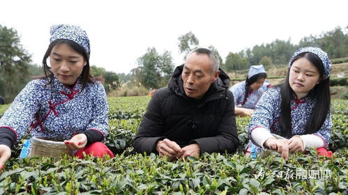 威遠(yuǎn)縣小河鎮(zhèn) 念好茶葉致富經(jīng) 打造天府南來第一茶鄉(xiāng)
