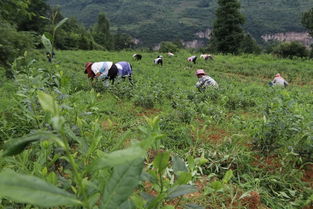 貴州省人大代表 黔茶聯(lián)盟總經(jīng)理 蘭馨茶業(yè)董事長金循一行到黃泥鄉(xiāng)考察茶葉種植項(xiàng)目
