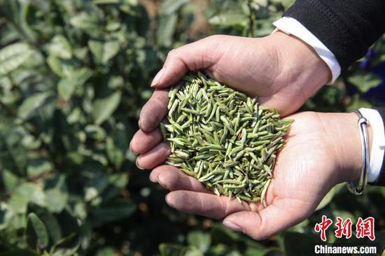 中國茶園種植面積大省貴州迎來2021年綠茶 第一采 新浪貴州 新浪網(wǎng)