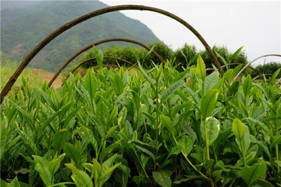 中國茶葉博物館丨跟著茶日歷 學(xué)習(xí)中國茶--太平猴魁