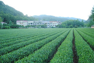茶葉作物,茶葉種植,綠色農(nóng)業(yè)