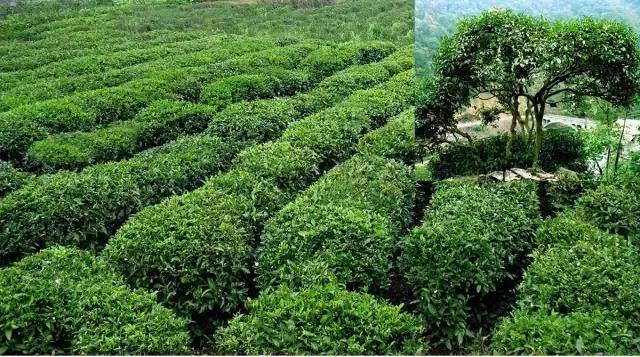 茶旅世界·最美茶園參評(píng)丨保靖黃金茶