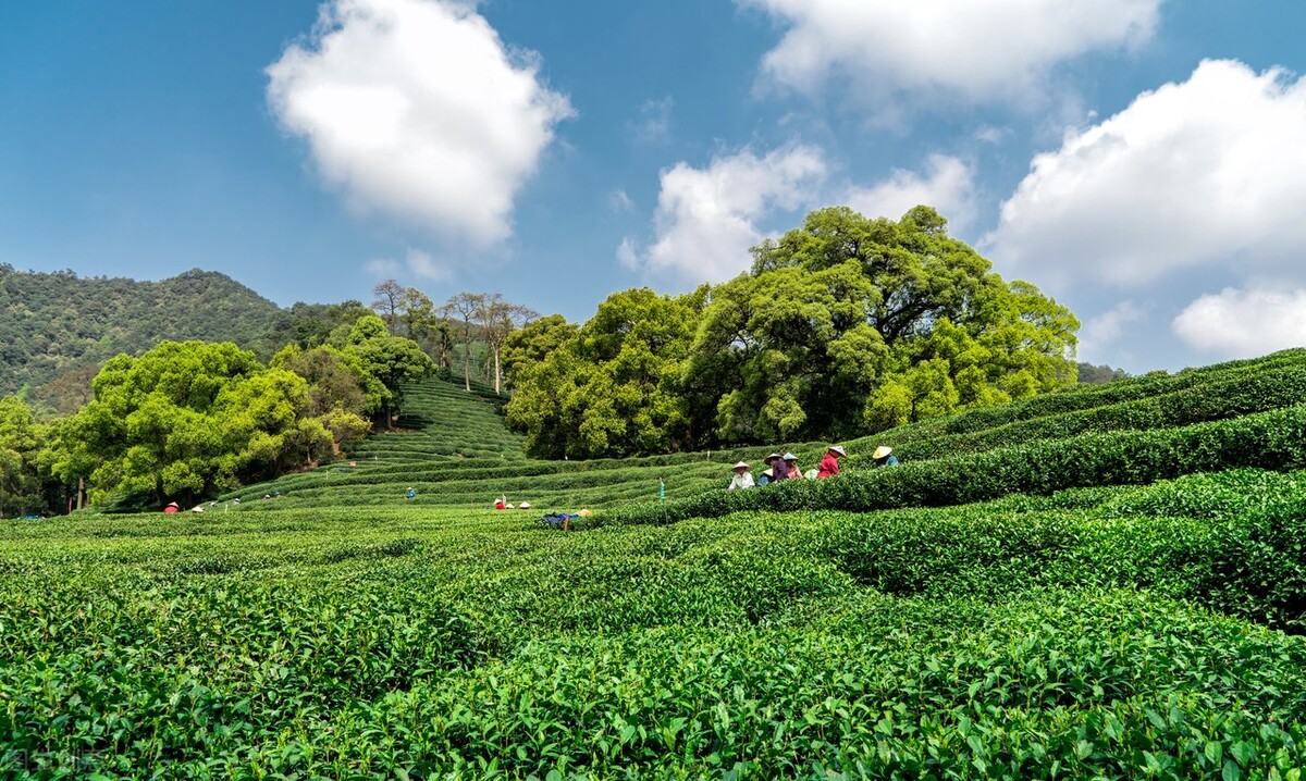 茶園采茶葉 - 2020年最新商品信息聚合專區(qū) - .