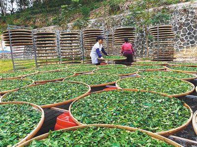 海南大葉茶是什么茶種及由來 揭示海南獨(dú)特茶葉品種及其起源 中國天氣網(wǎng)