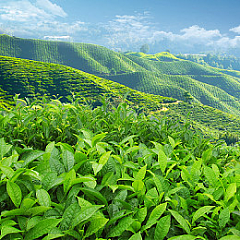 茶葉背景圖