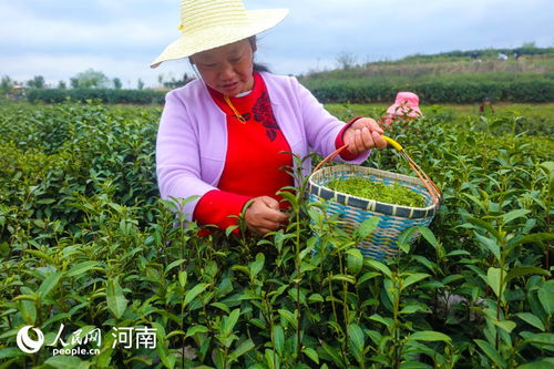 河南光山 種植茶葉走上致富路