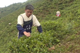 震驚 龍川這位七旬老人帶動(dòng)村民一起致富 歐陽佰