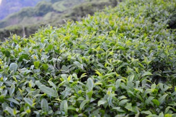 金駿眉茶葉