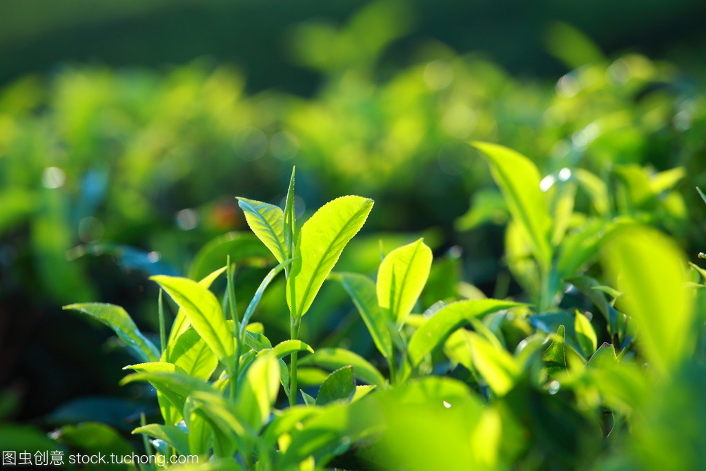 綠茶葉種植園的景觀。印度喀拉拉邦,新德里