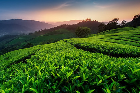 茶園種植的茶葉