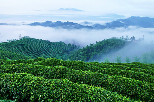西鄉(xiāng)茶文化
