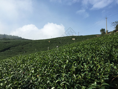 ps茶葉logo