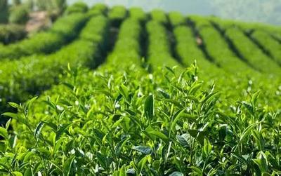 身為茶人,茶行業(yè)的這三大困境該如何破解?