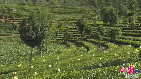 普洱思茅: 有機(jī)茶產(chǎn)業(yè)鏈發(fā)展邁向“快車道” 茶葉變“金葉”