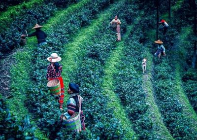 緬北皎梅茶園好茶無(wú)人收,背后原因很心酸