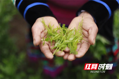 永順“千年土家茶”發(fā)展樣本:莓茶產(chǎn)業(yè)興村 抱團(tuán)發(fā)展致富