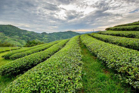 茶園相似素材圖片-攝圖新視界
