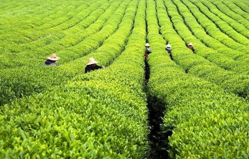 學(xué)黨史 辦實(shí)事 看婺城茶產(chǎn)業(yè)如何迭代升級(jí)