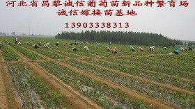 紅提葡萄苗 陜西西安紅提葡萄苗價(jià)格 紅提葡萄苗 陜西西安紅提葡萄苗廠家  