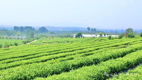 后村 見(jiàn)美 見(jiàn)富 見(jiàn)未來(lái)