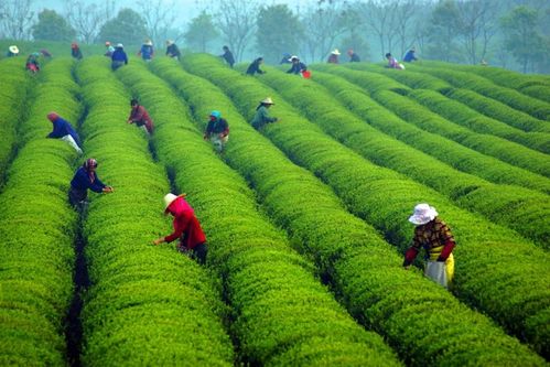 堪比黃金的中國(guó)白茶 凱特王妃的婚禮用茶,是它就是它 萬(wàn)物之鄉(xiāng)