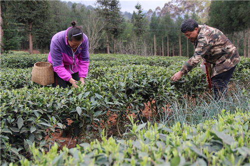 馬邊茶葉村 種茶致富村民 綠化家園