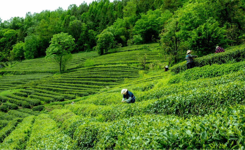 神農架:一葉富一業 高山茶飄香_茶園_林廷洪_茶葉