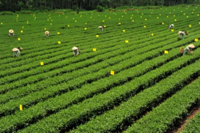 為什么會愛上湛江茶?