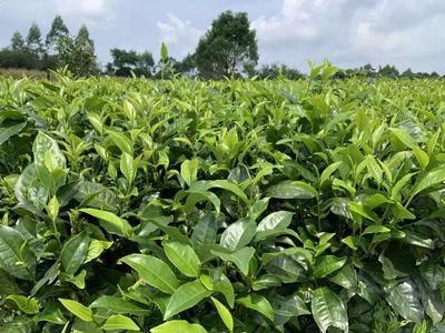 深圳市岳陽縣商會英德紅茶品鑒之旅順利舉行