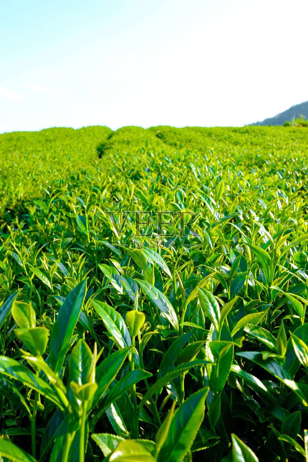 新鮮的有機茶芽、茶葉種植,藍天、陽光、臺灣著名的阿里山烏龍茶區照片攝影