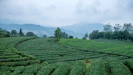 天全如何發展高山生態茶?聽聽專家怎么說!干貨滿滿!