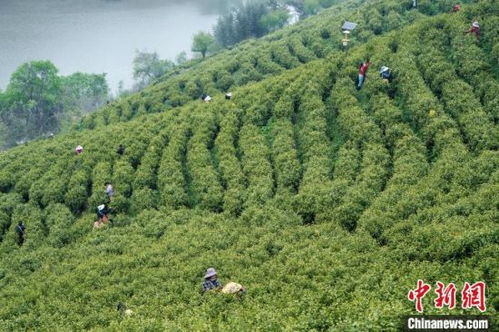河南信陽毛尖全面開采 茶農采摘忙
