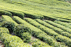 茶葉樹圖片大全-茶葉樹