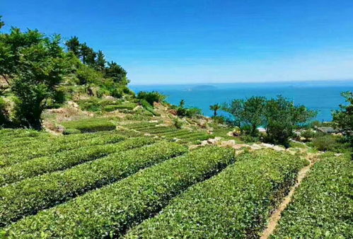 周六周日,一起打卡嶗山吧