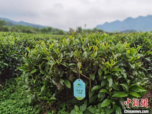 z世代 青年的 新茶事 創新工藝吸引年輕人