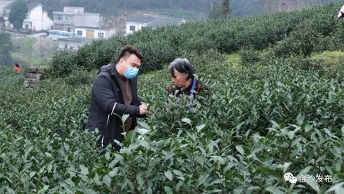 柳塘鎮 不負春光好時節 搶摘春茶助增收
