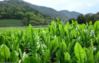 《北方茶業市場實戰》第六輯|生態臺地茶是茶葉市場新寵-標準茶
