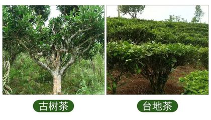 正宗古樹普洱茶,怎么分辨普洱茶的好壞