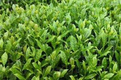 山地能賺錢的種植項目(可考慮種植茶葉、藥材、蔬菜)