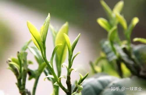 答對這10道題,你也是普洱茶專家