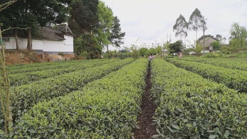 春茶飄香采摘忙