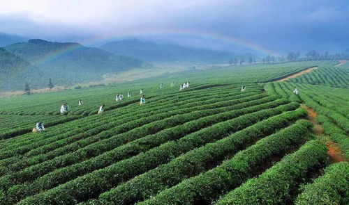 民族智慧之結晶 承載千年的中華茶文化系統大盤點