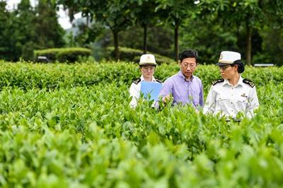 茶葉已成為遵義第一大出口商品